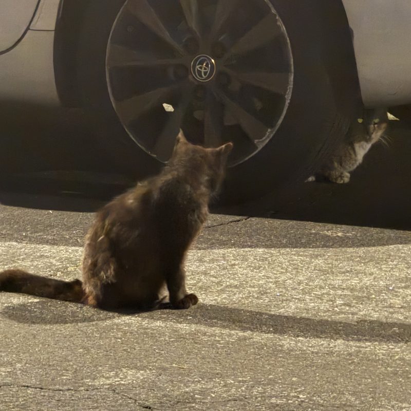 A cat sitting on the pavement beside a car