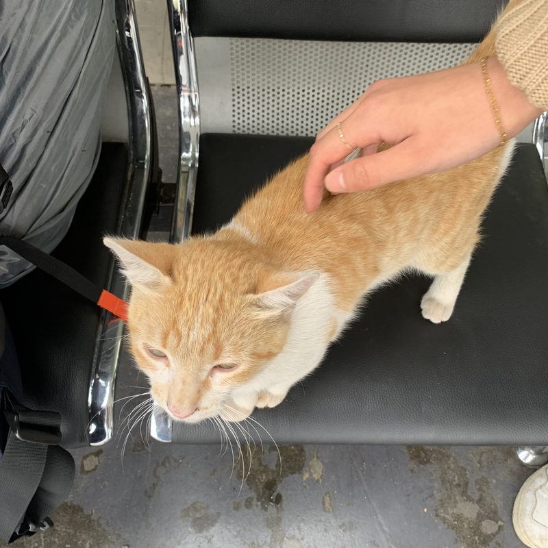 An orange cat being petted on a bench