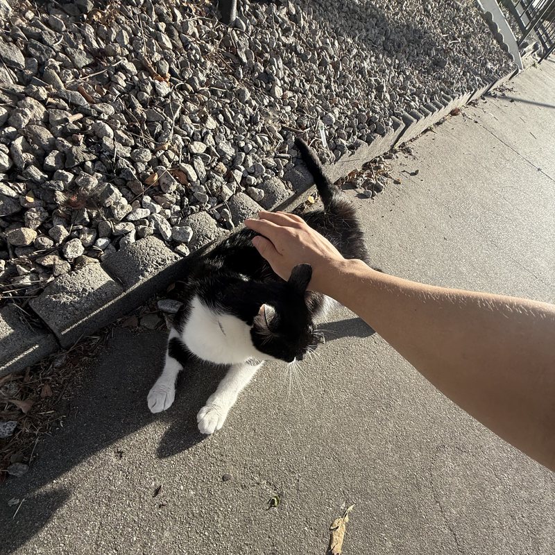 Ryan Li petting a cat on a sidewalk