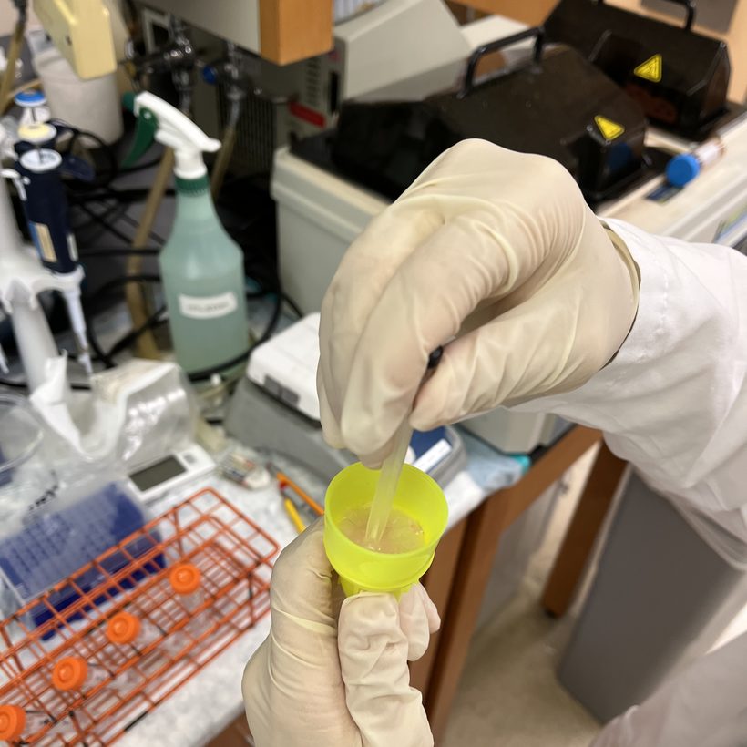 A sample held over a rack of test tubes